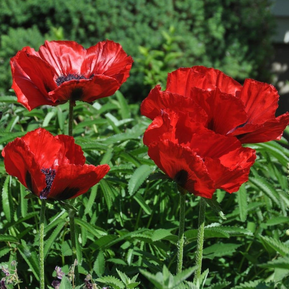 Red Rumble Oriental Poppy